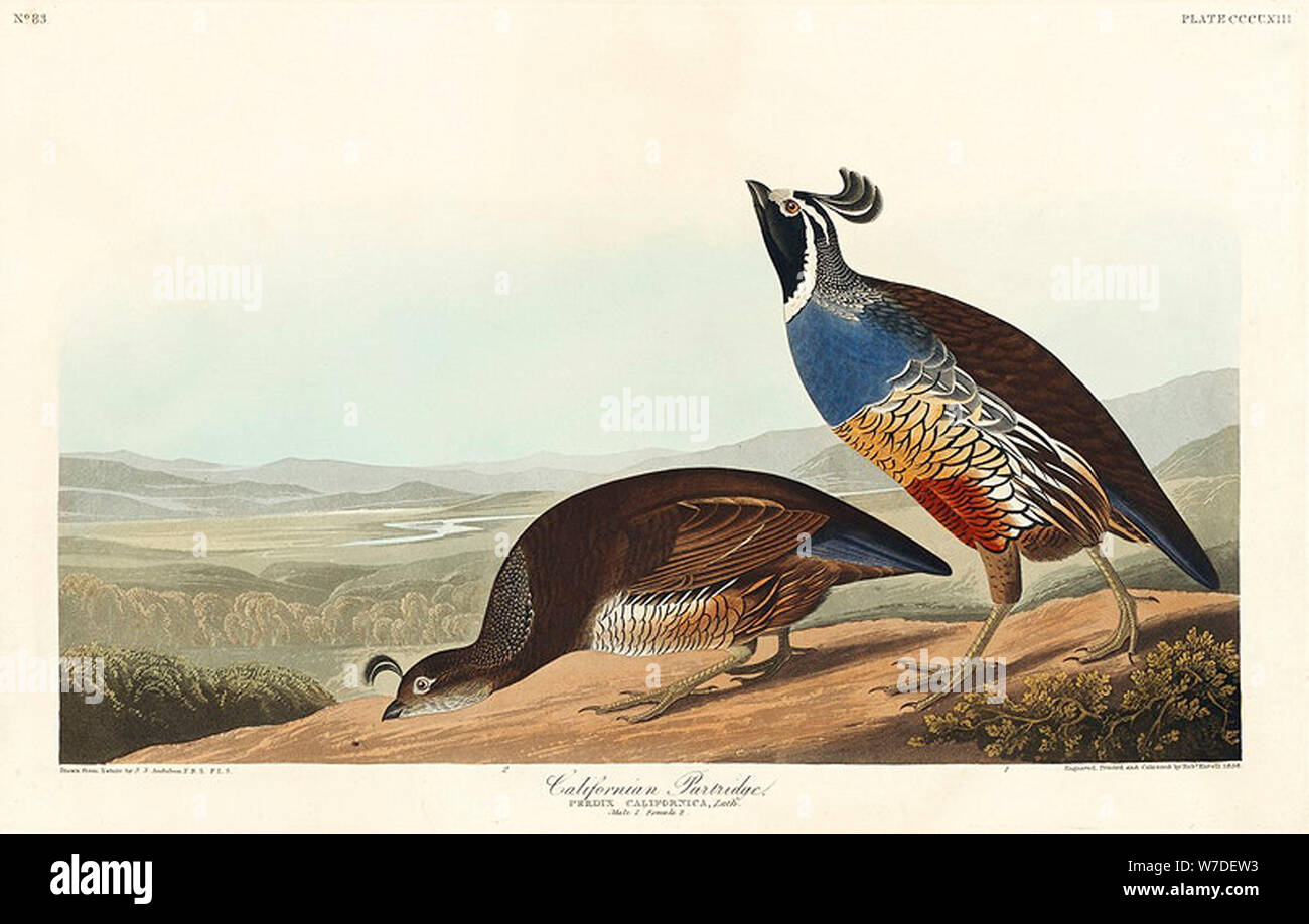 Vintage bird illustration Stock Photo