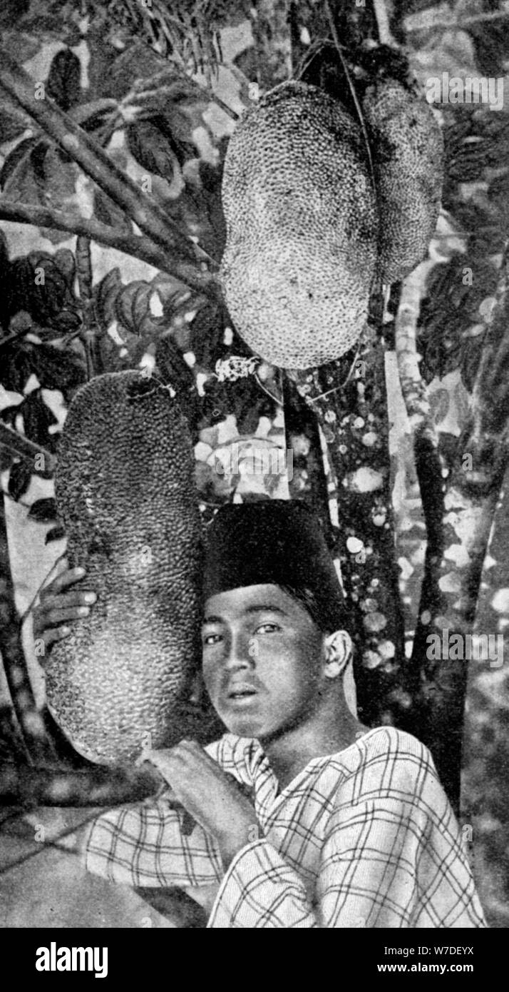 Malay gathering jackfruit, 1922. Artist: Unknown Stock Photo
