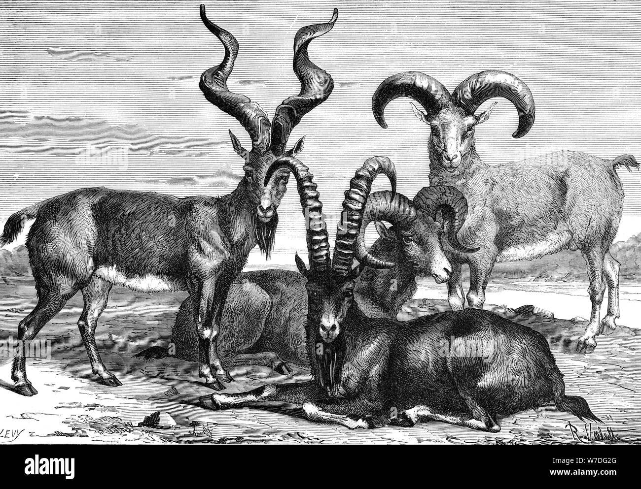 Mountain sheep and ibex, c1890. Artist: Levy Stock Photo