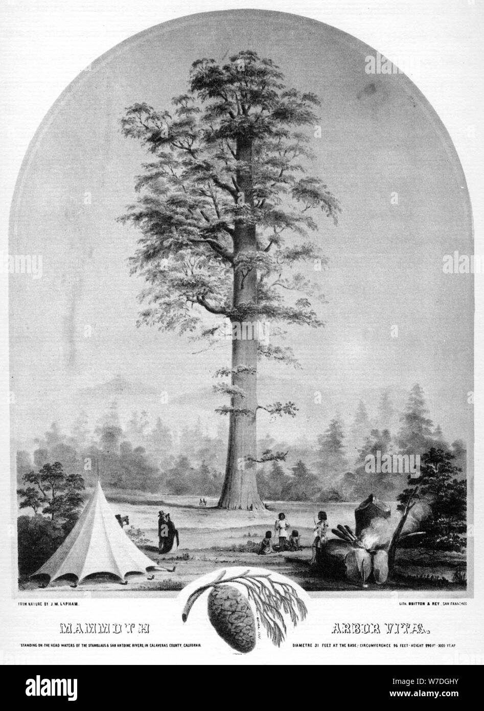 A tall tree, California, USA, 19th century (1937).Artist: Britton & Rey Stock Photo