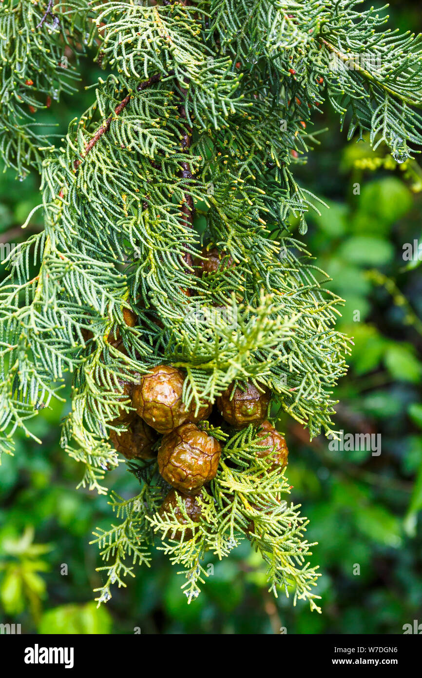 Close up of Cypress cone hanging on a tree branch Stock Photo