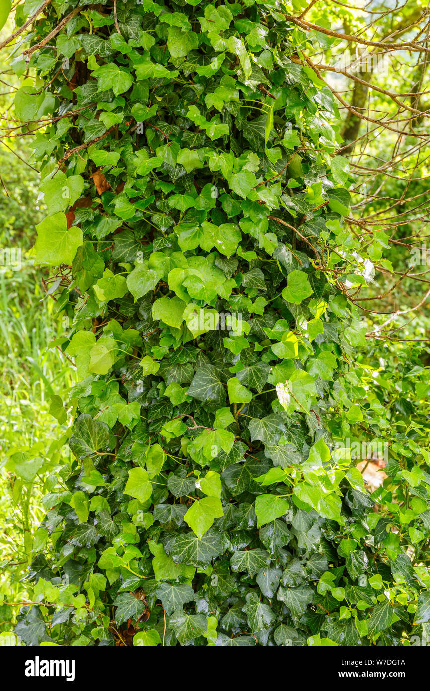 Ivy growing on a tree trunk Stock Photo