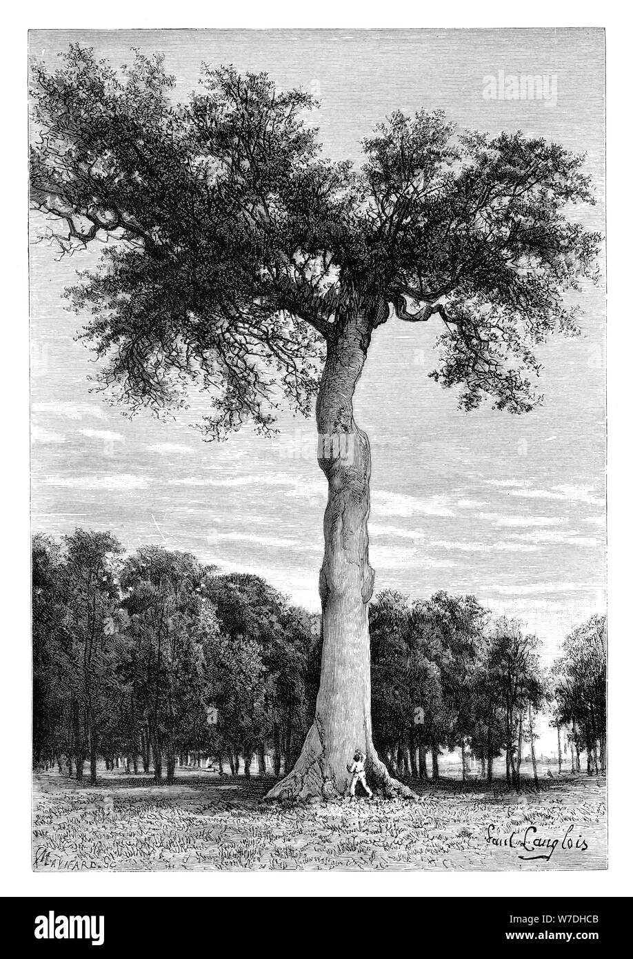 Ceiba tree, Central America, c1890.Artist: Maynard Stock Photo