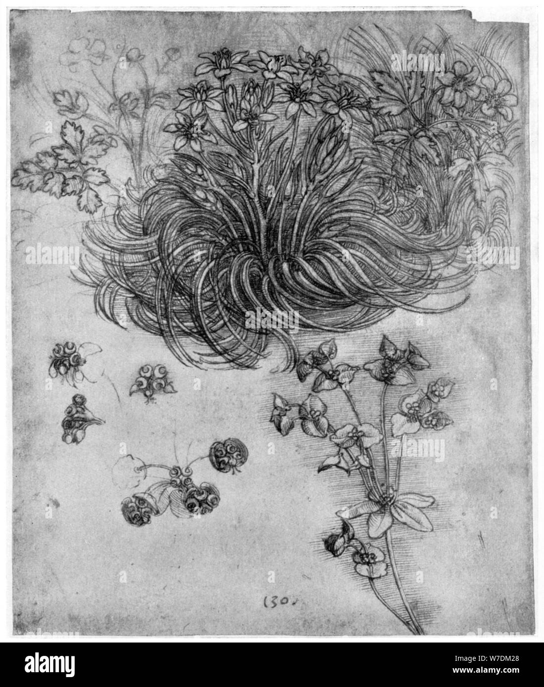 Study of a 'Star of Bethlehem' plant, 1505-1507 (1954). Artist: Leonardo da Vinci Stock Photo