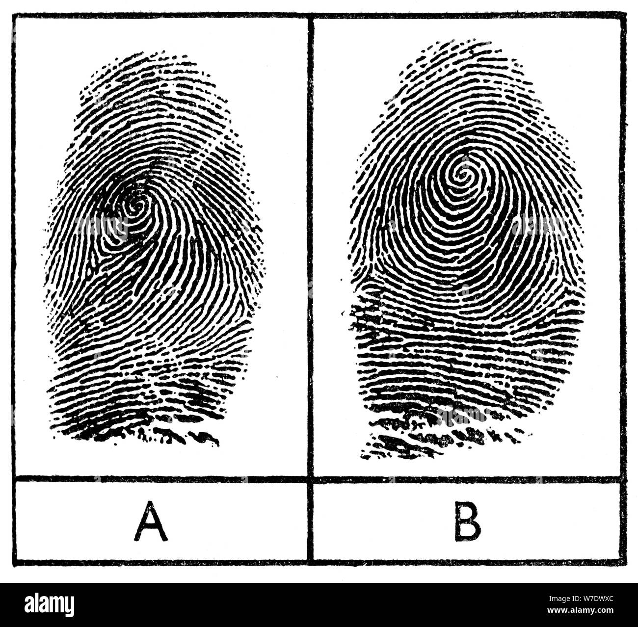 Fingerprints of identical twins, 1956. Artist: Unknown Stock Photo