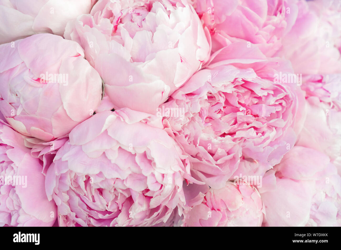 Pink peonies close-up. Spring flowers texture Stock Photo