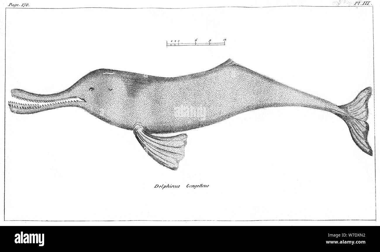 Delphinus Gangeticus (Ganges River Dolphin), 1799. Artist: Unknown Stock Photo