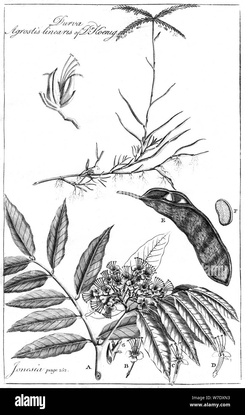'Durva Agrostis Linearis of Dr Koenig', 1799. Artist: Unknown Stock Photo