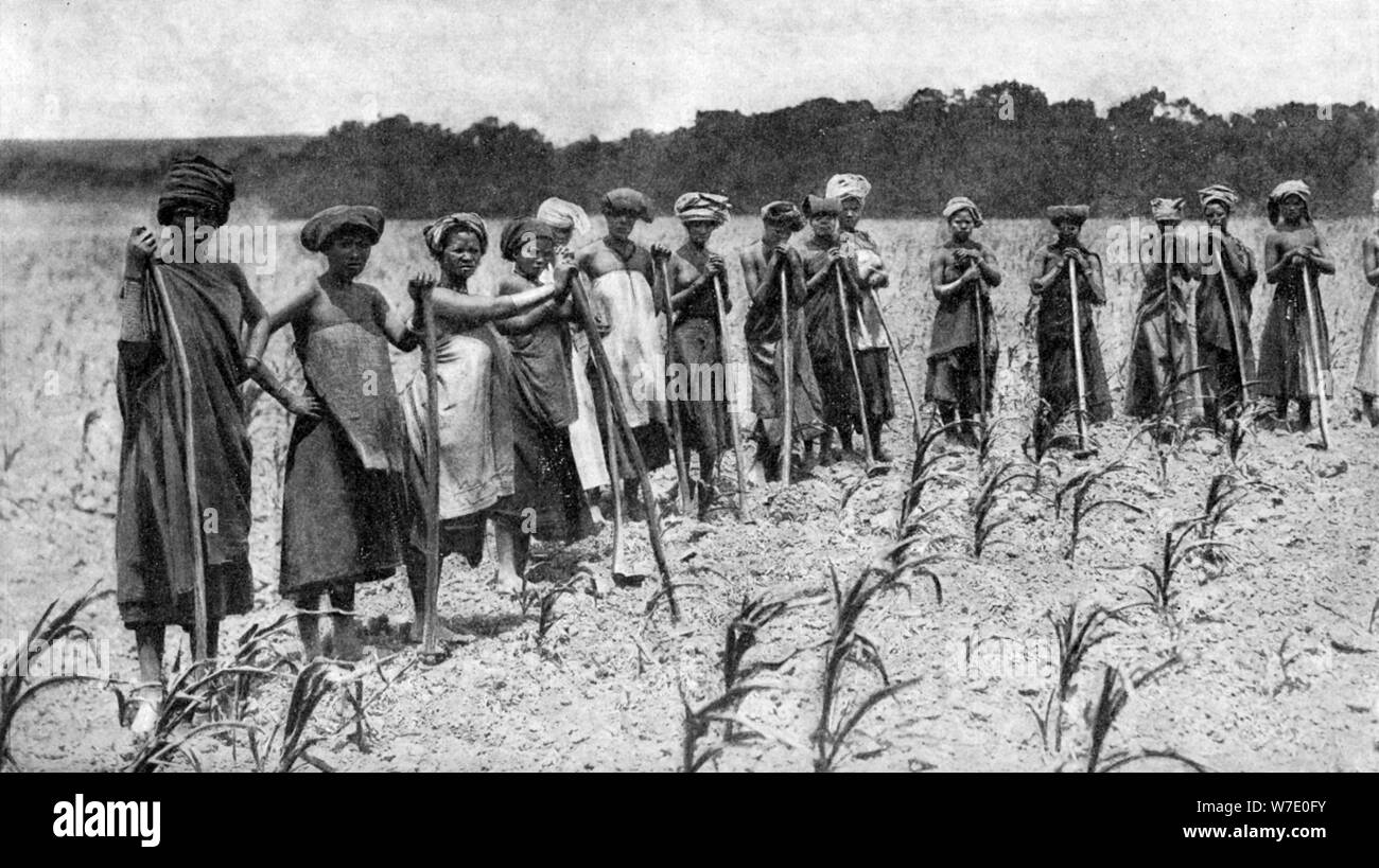 Women hoeing a field of maize, South Africa, c1923. Artist: Unknown Stock Photo