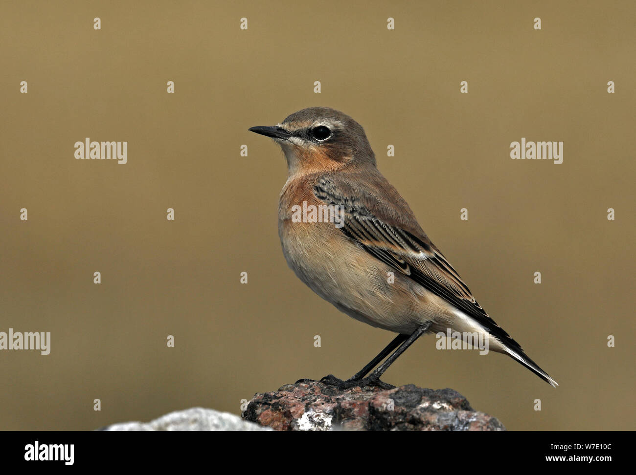 Northern wheatear, Oenanthe oenanthe standing on stone Stock Photo