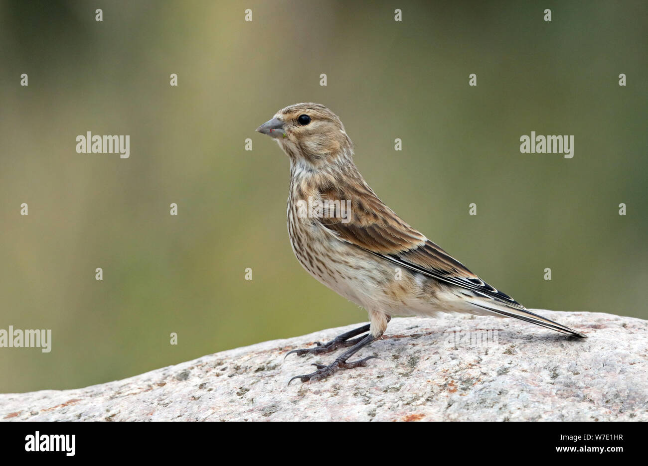 Young Common linnet, Linaria cannabina, standing on rock Stock Photo