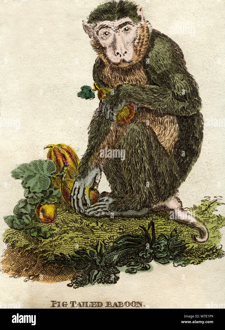 Pig tailed baboon. Artist: Unknown Stock Photo