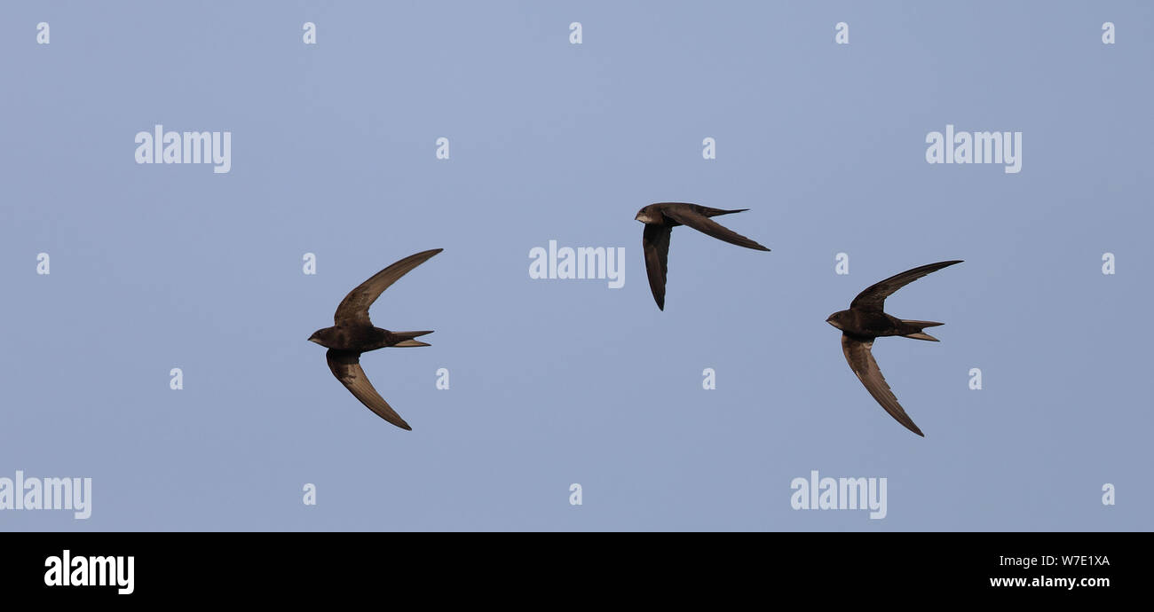 Three Common swifts flying in a row / Swift flock Stock Photo
