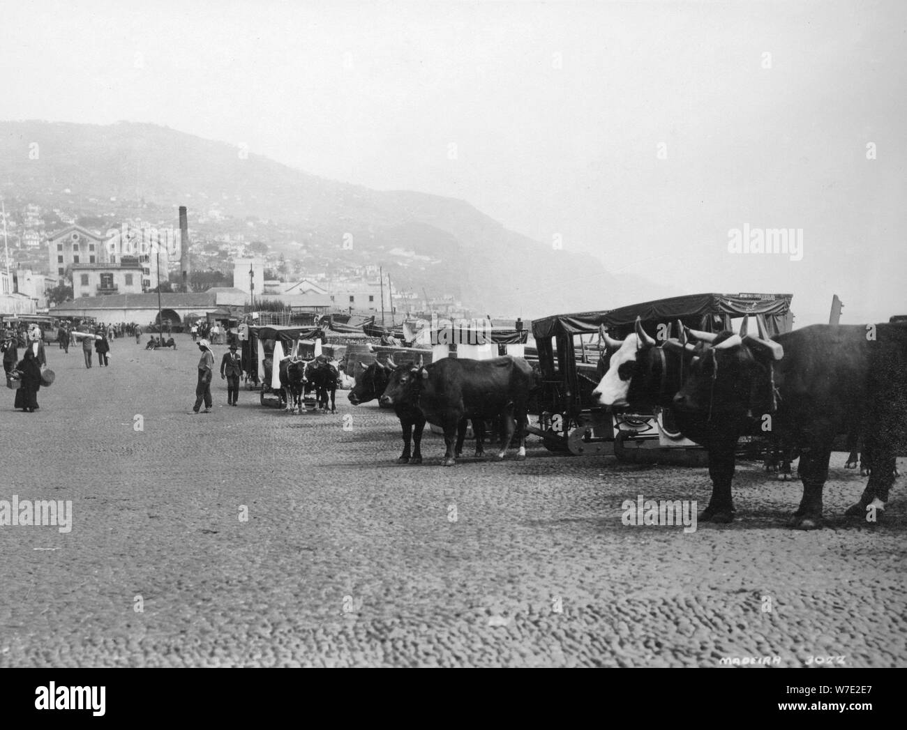 Bullock carriages, Madeira, Portugal, c1920s-c1930s(?). Artist: Unknown Stock Photo