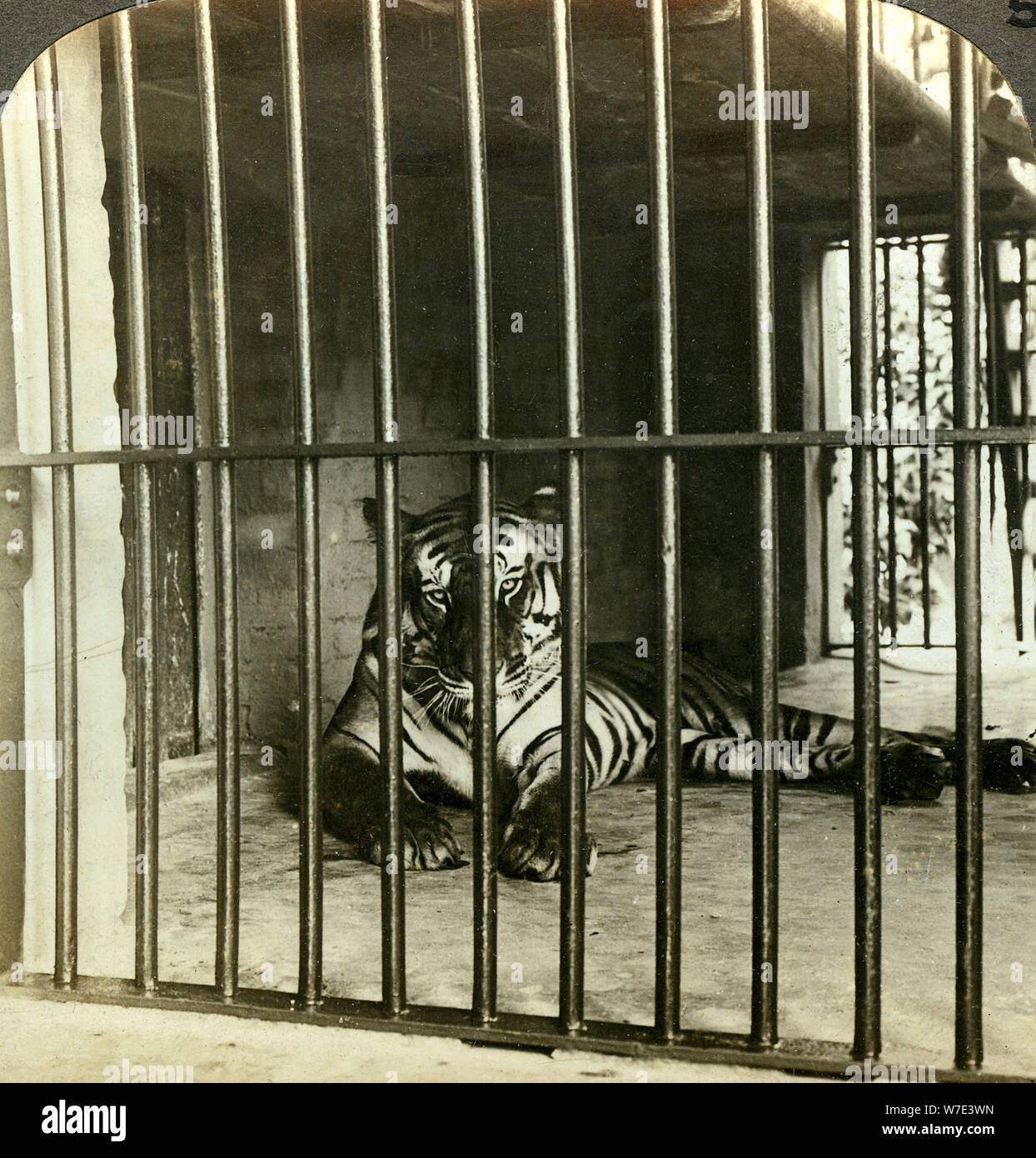 Captured man-eating tiger blamed for 200 deaths, Calcutta, India, c1903.Artist: Underwood & Underwood Stock Photo