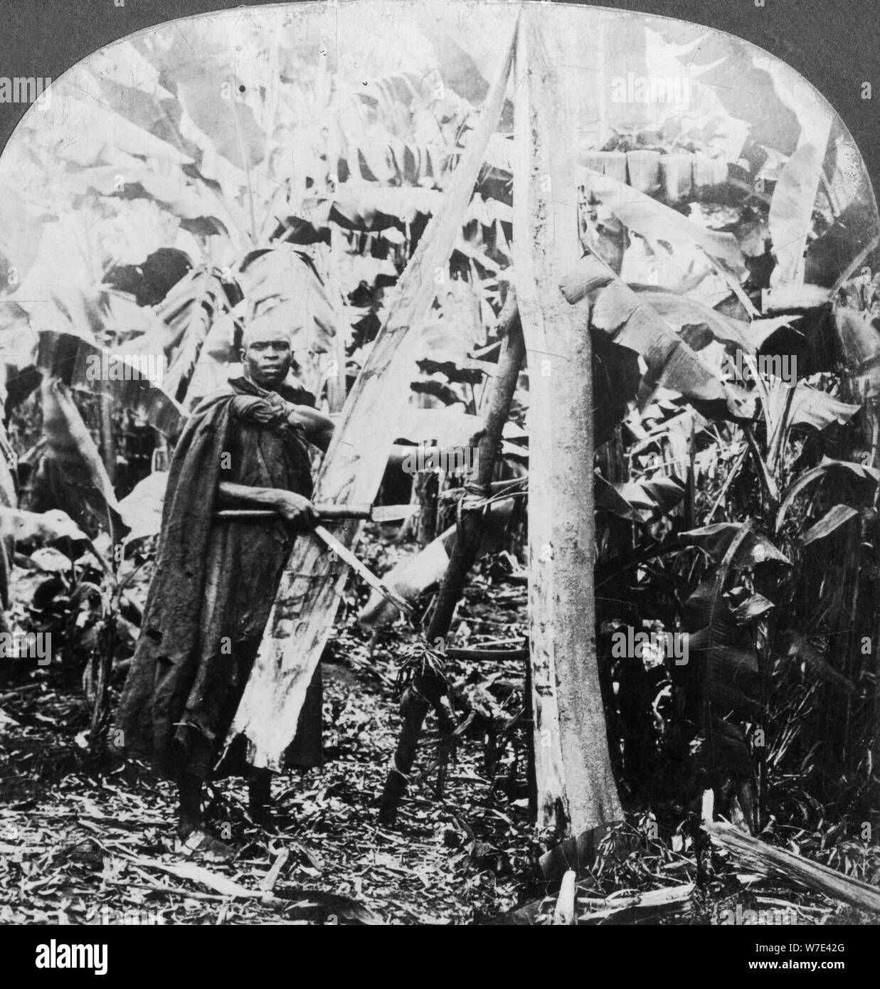 Peeling bark for making bark cloth, Uganda, late 19th or early 20th century. Artist: Keystone View Company Stock Photo