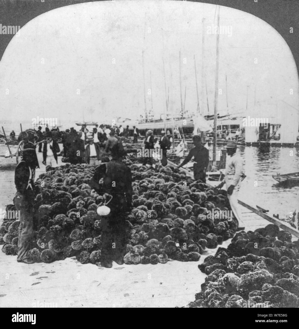 Sponge market, Key West harbour, Florida, USA, c1900(?). Artist