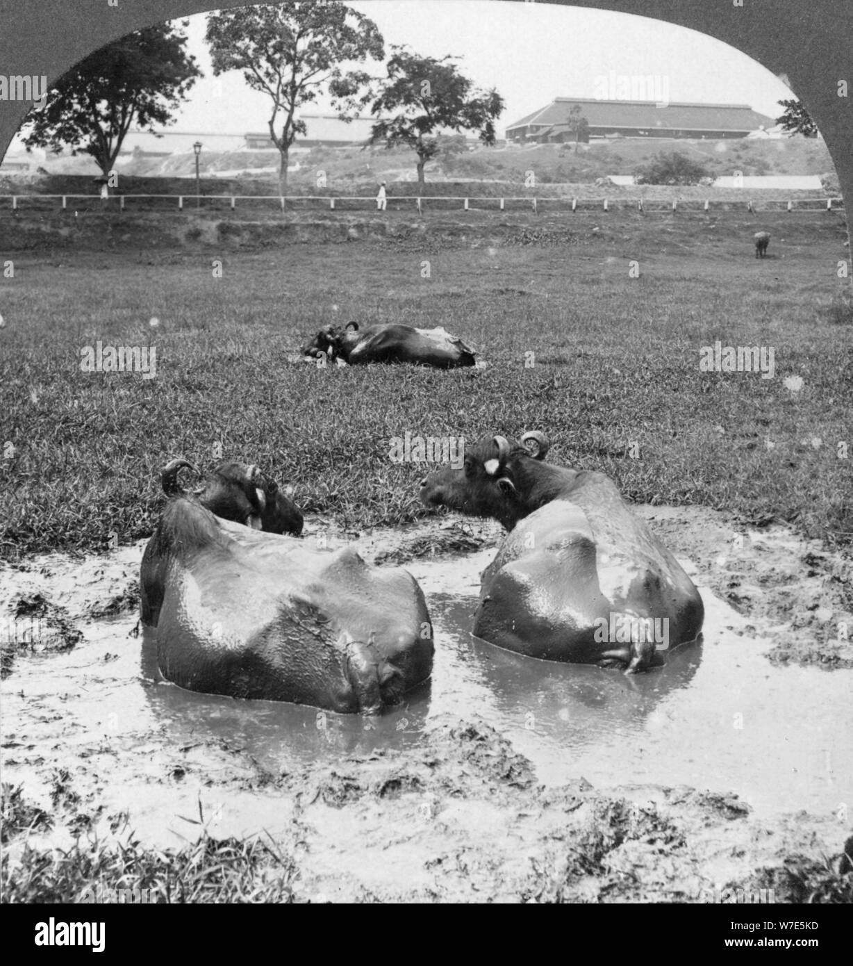 Buffalo 'wallow', Burma, 1908. Artist: Stereo Travel Co Stock Photo