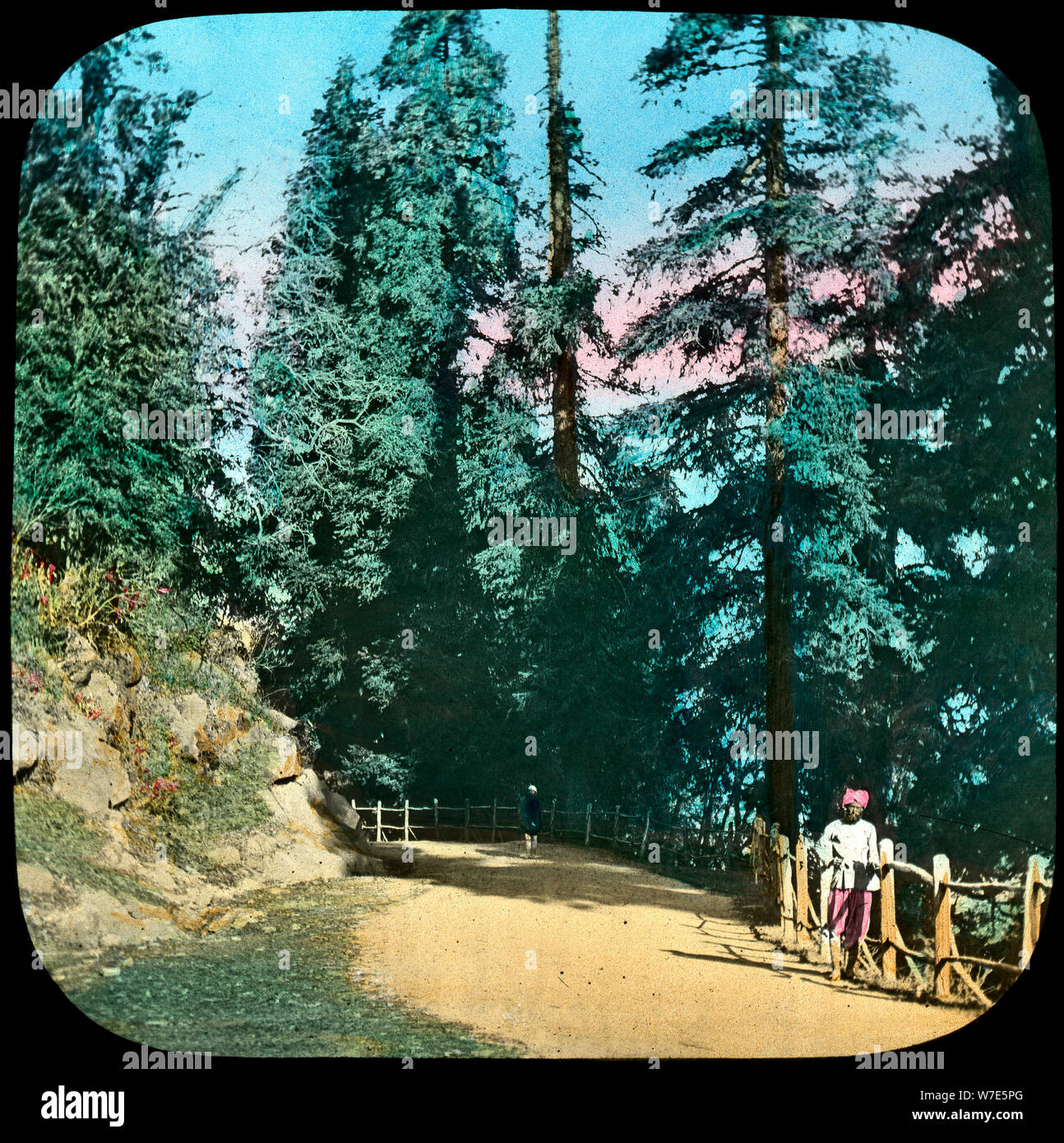 Forest, Murree, India, late 19th or early 20th century. Artist: Unknown Stock Photo