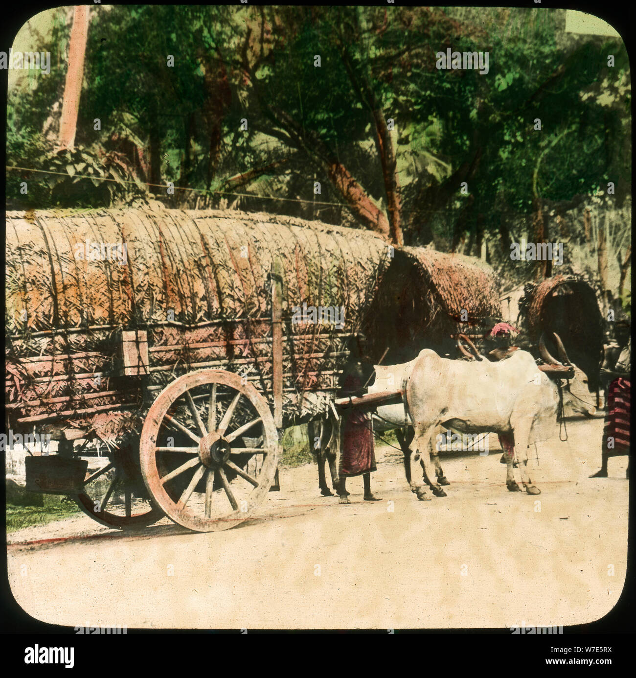 Native bullock cart, Ceylon, late 19th or early 20th century. Artist: Unknown Stock Photo