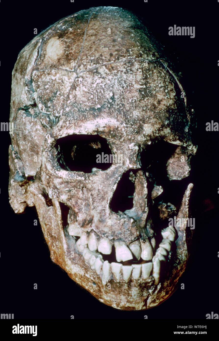 Paleolithic Skull of 'Grimaldi man', his species unknown. Artist: Unknown Stock Photo