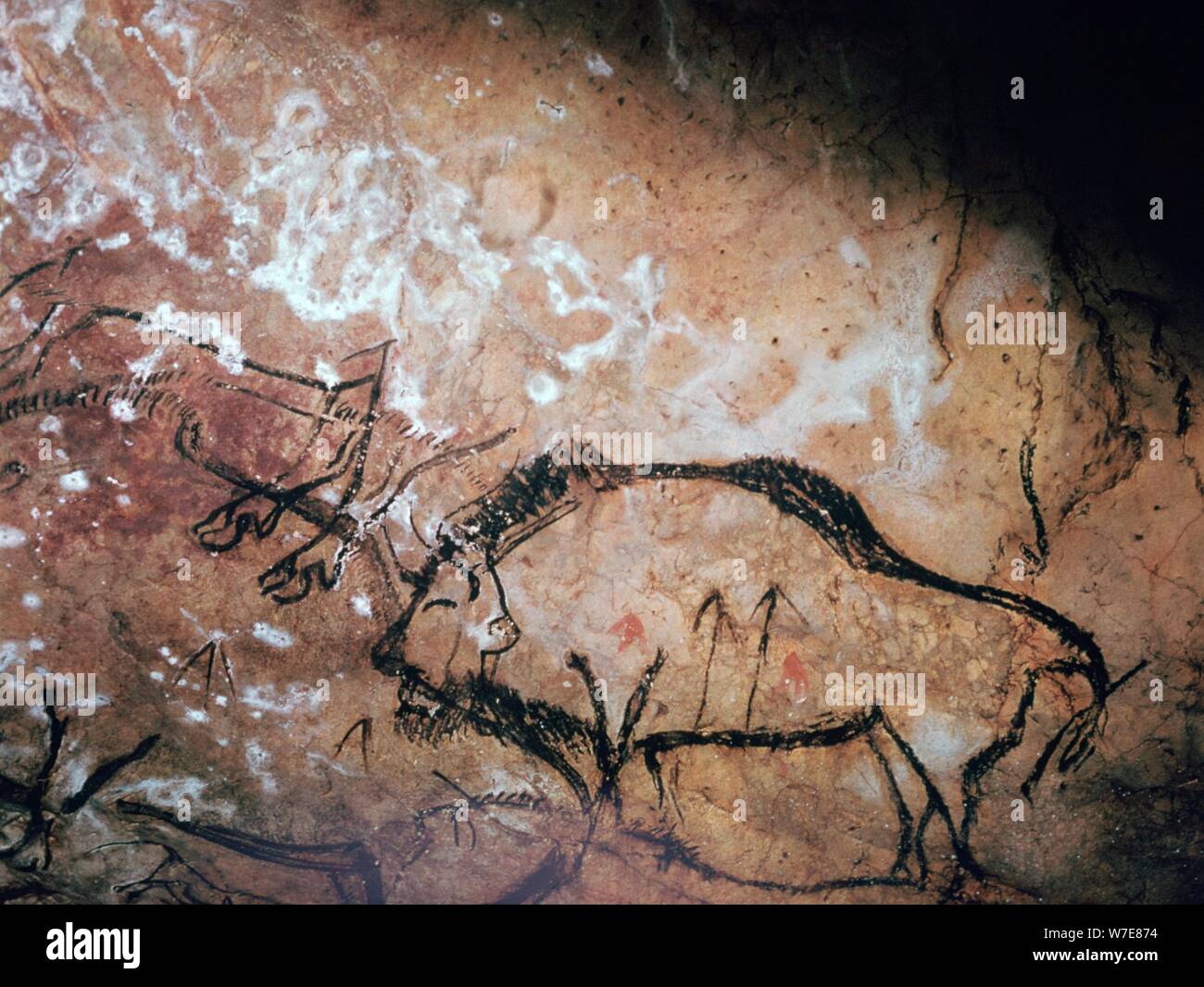 Neolithic cave-painting of a wounded bison. Artist: Unknown Stock Photo