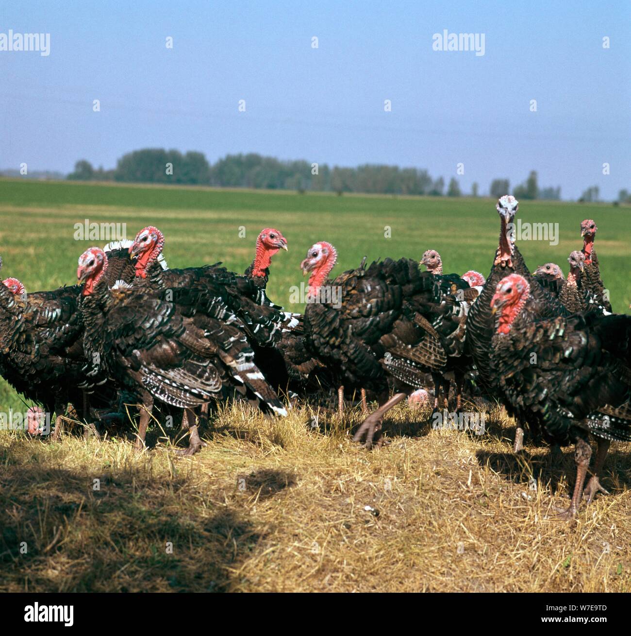 Flock of turkeys in Hungary. Artist: CM Dixon Artist: Unknown Stock Photo