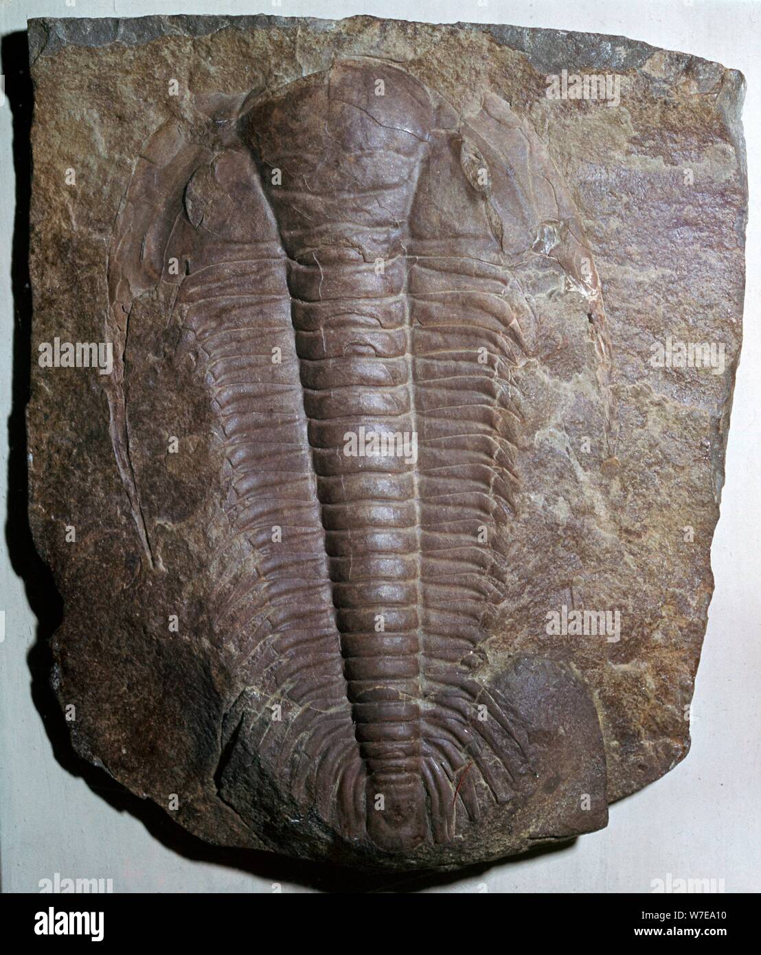 Fossil trilobite. Artist: Unknown Stock Photo