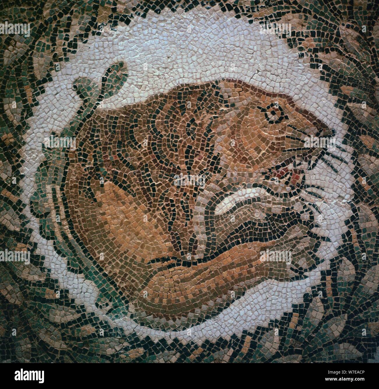 Detail of a Roman mosaic showing the head of a lion, 4th century. Artist: Unknown Stock Photo