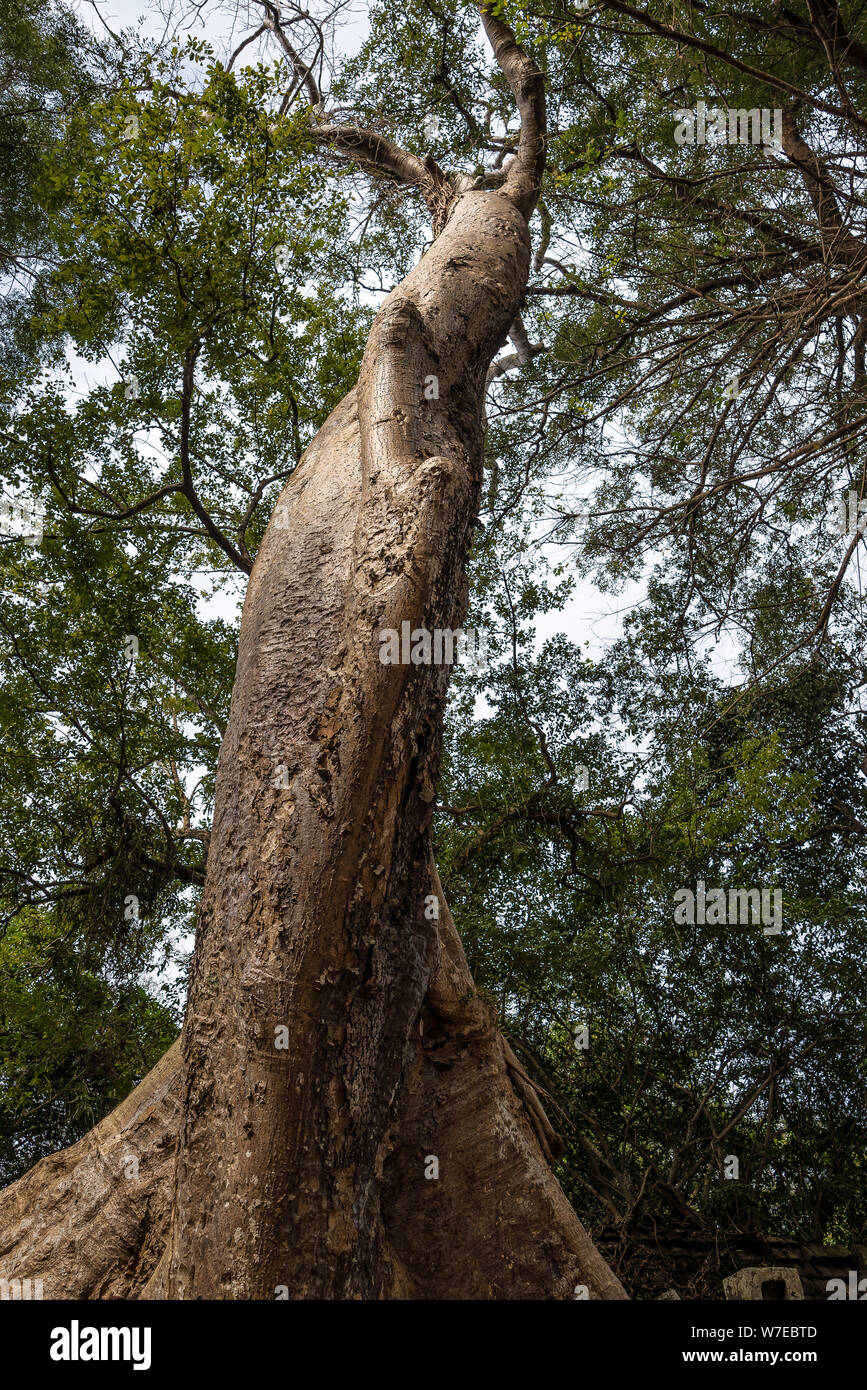 Ruins of ancient Beng Mealea Temple over jungle, Cambodia. Beng Mealea ...