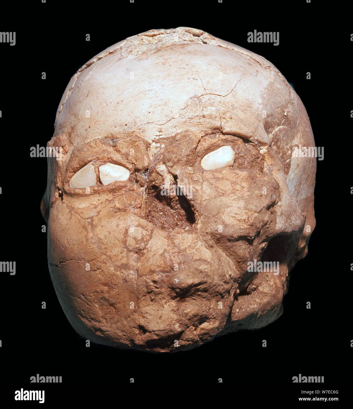 Skull from Jericho, modelled with plaster and shells. Artist: Unknown Stock Photo