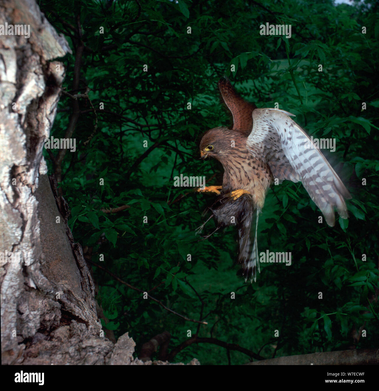 Kestrel in flight. Stock Photo