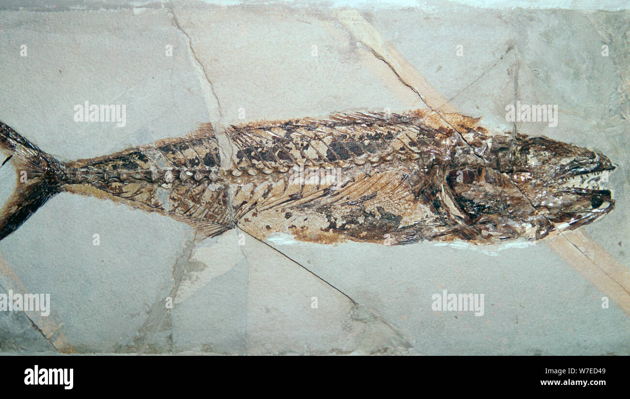 Fossil of Cybium Speciosum. Artist: Unknown Stock Photo