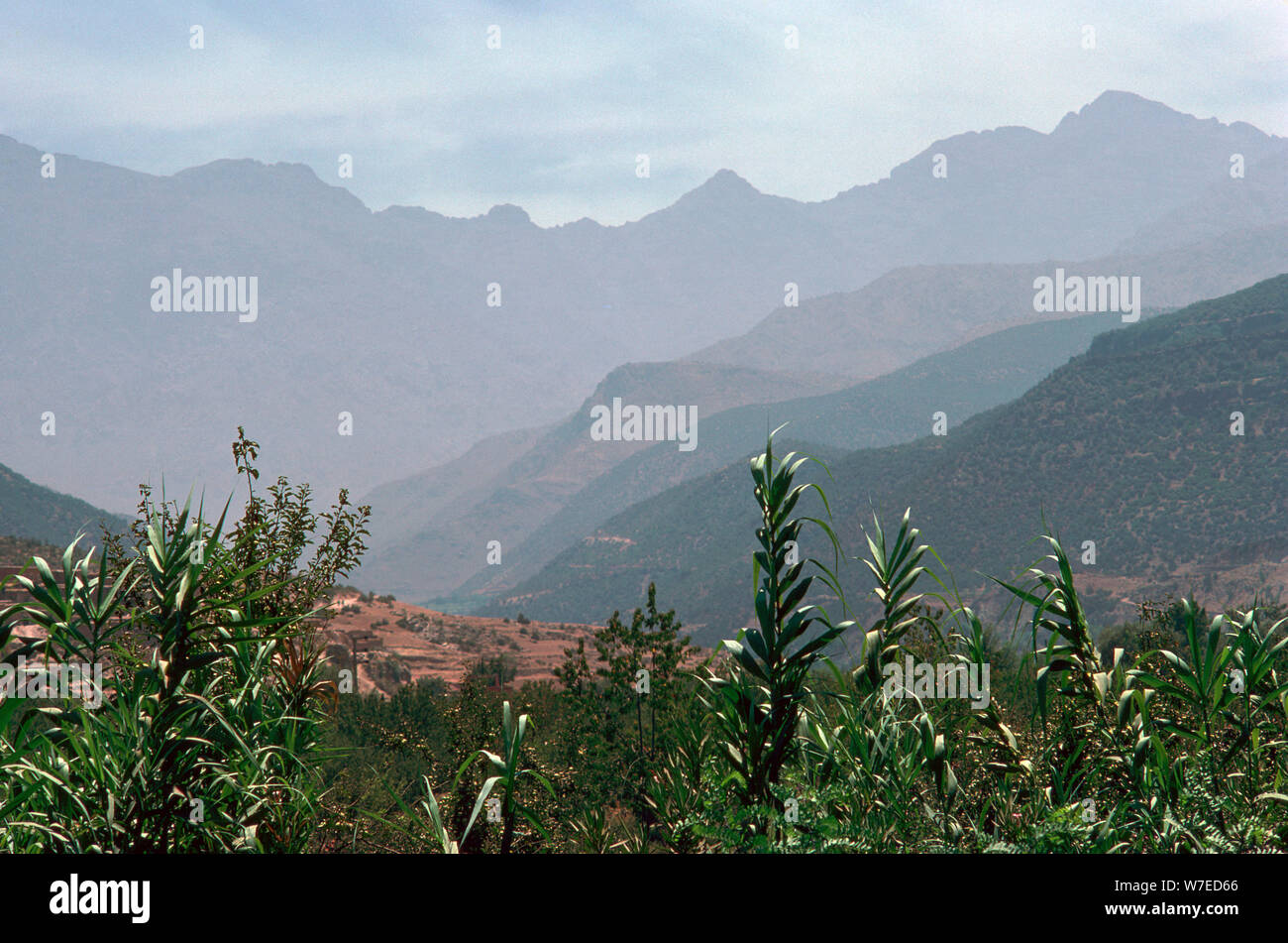 Plant mountain hi-res stock photography and images - Alamy