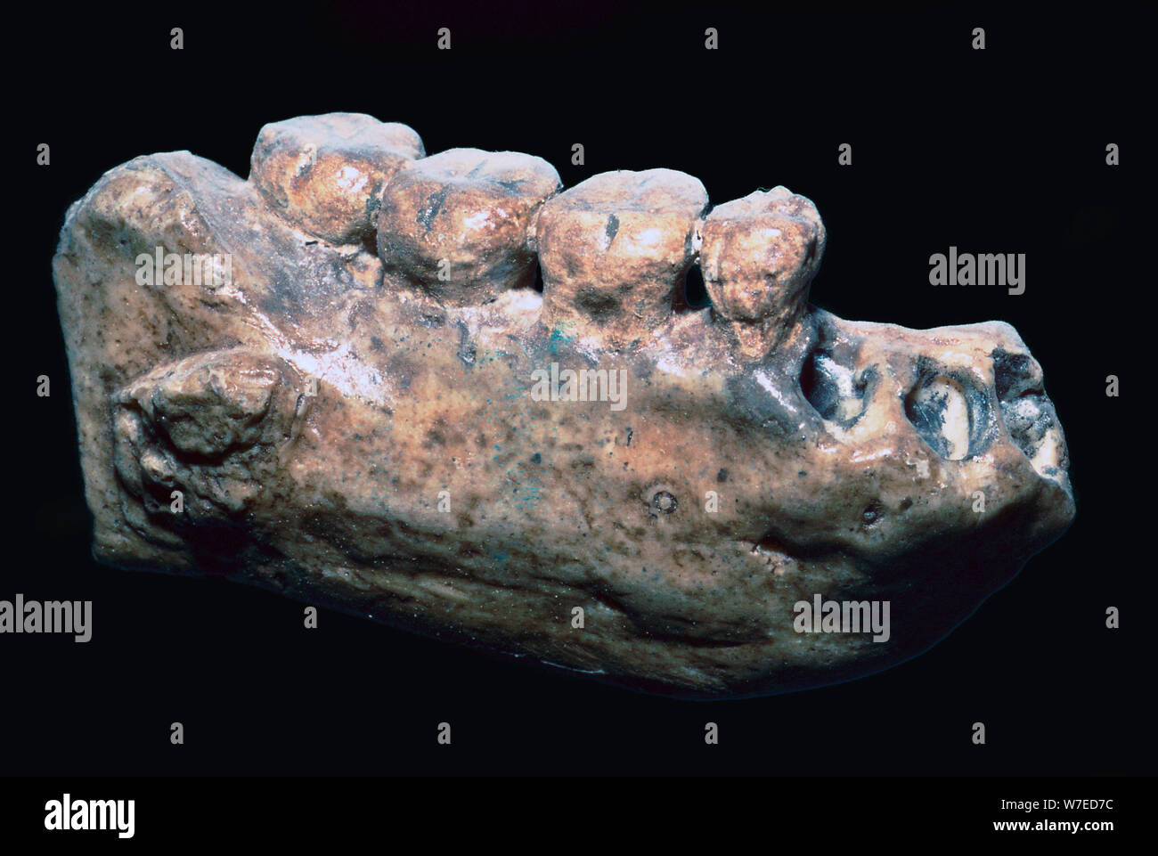 Java man hi-res stock photography and images - Alamy