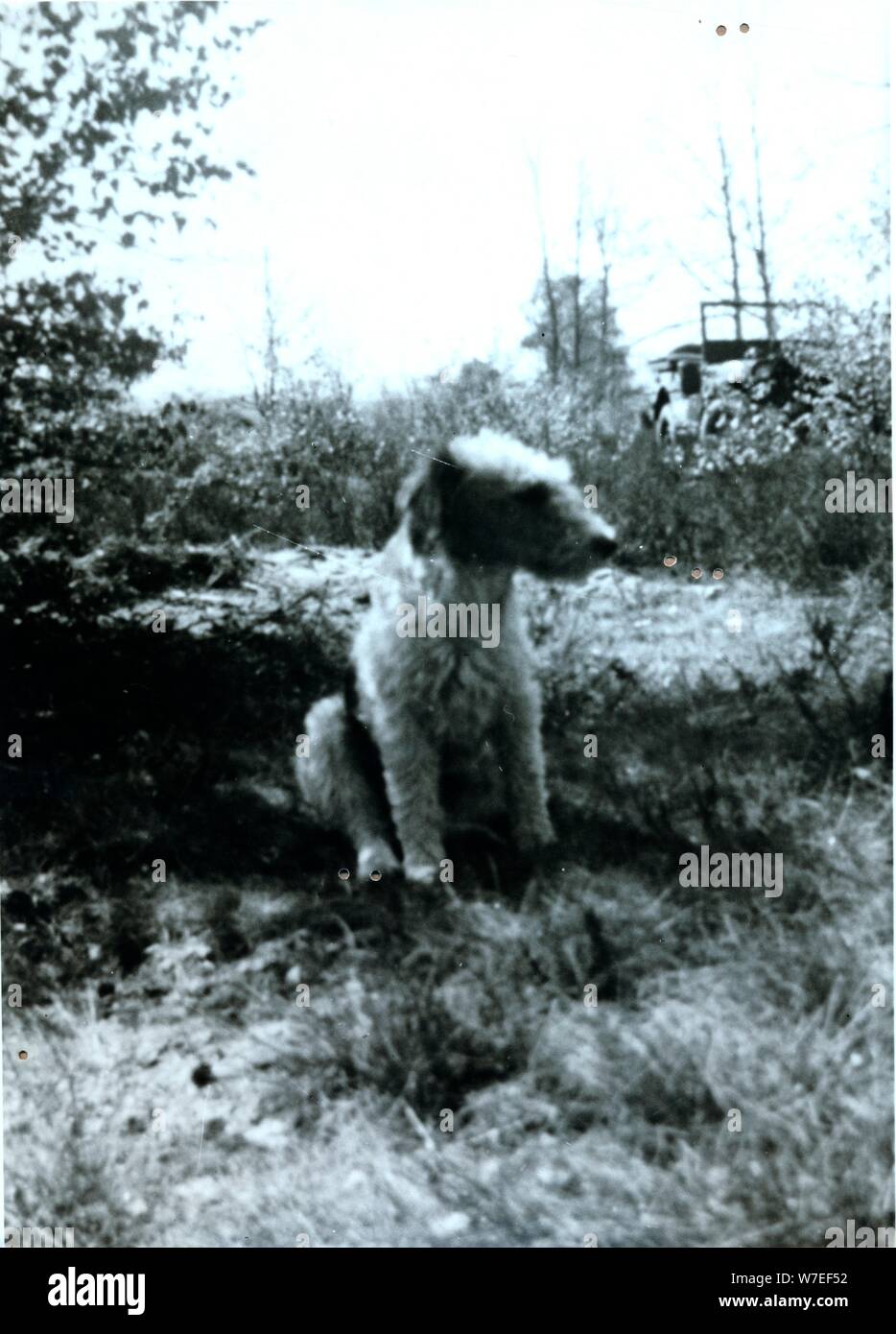 'Hitler', Field Marshal Bernard Montgomery's pet terrier, c1940s(?). Artist: Unknown Stock Photo