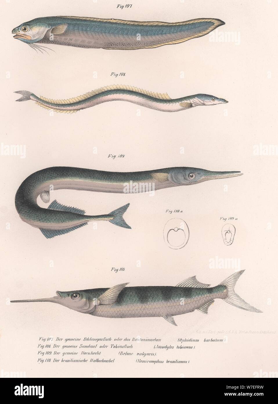 Common snake fish.  Common sand eel. Common Hornhecht. Brazilian halfbeak, c.1850s. Artist: Unknown. Stock Photo