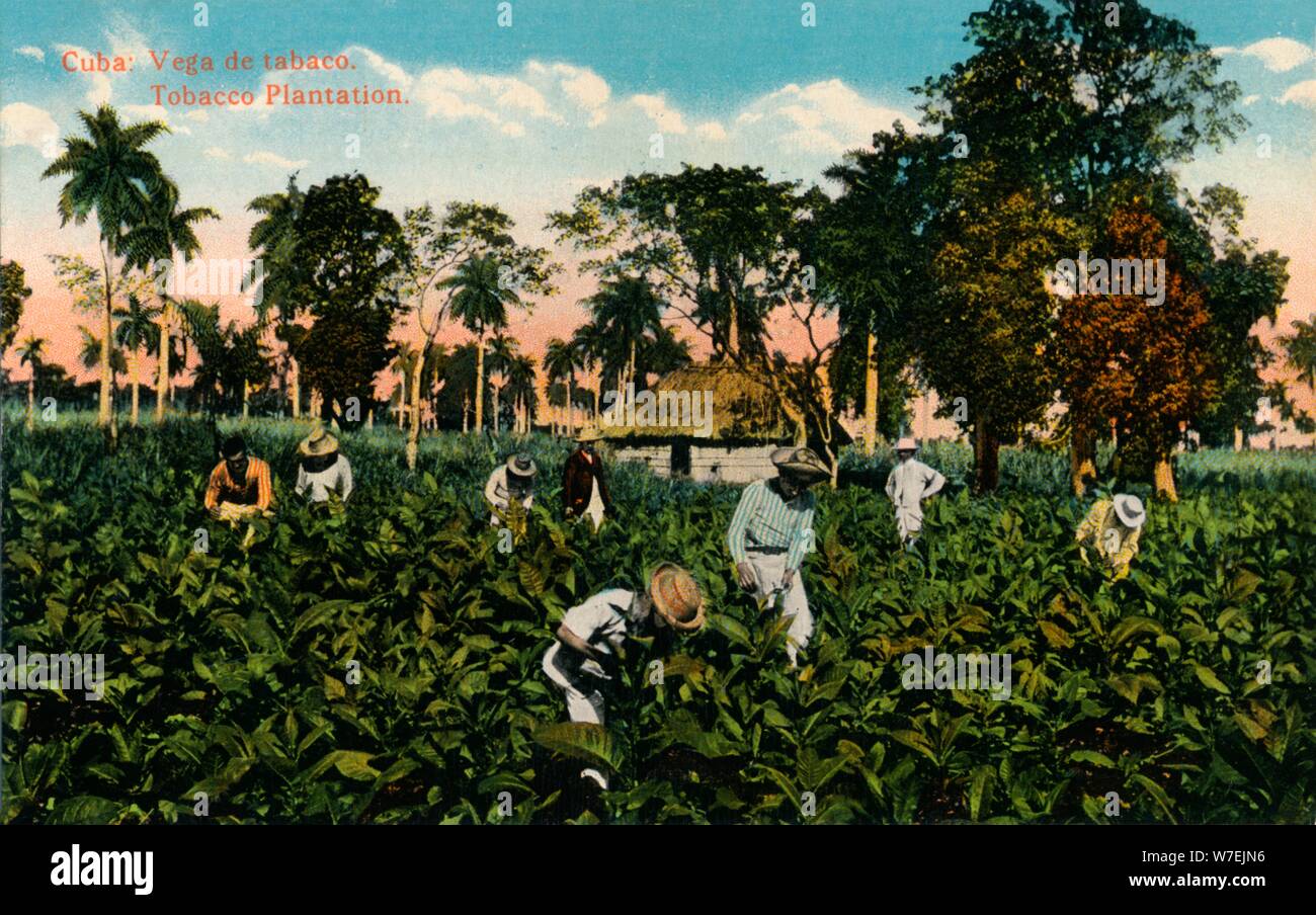 Cuba: Vega de tabaco. Tobacco Plantation, c1900. Artist: Unknown Stock ...