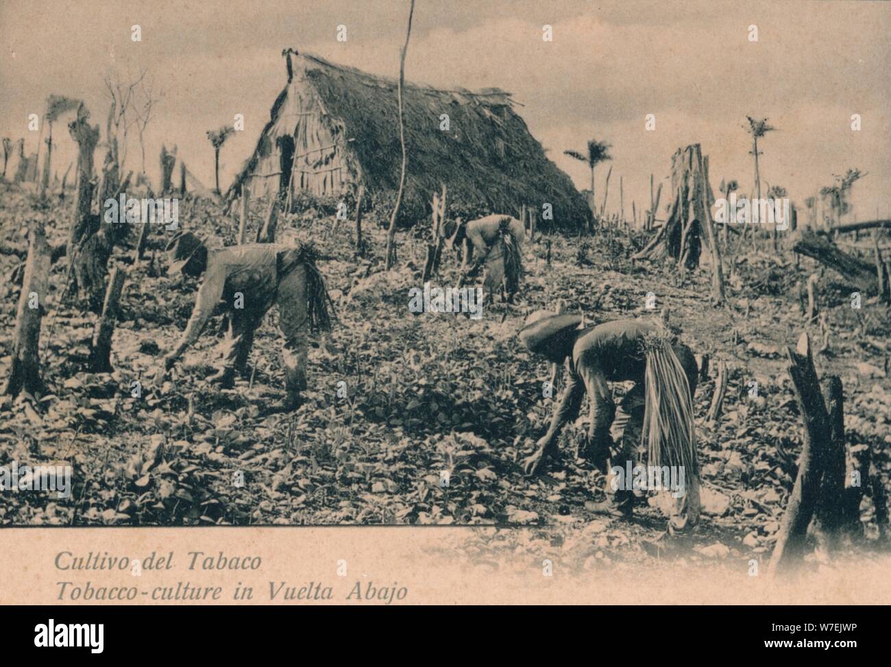 vuelta abajo tobacco Vuelta abajo cuba hi-res stock photography and images