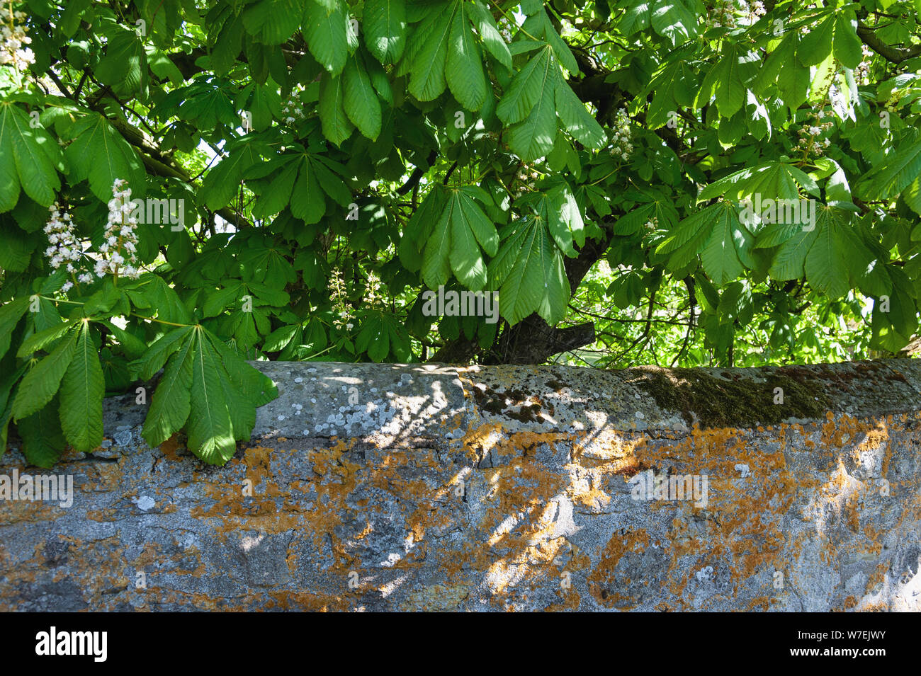 Dappled light coming through horse chestnut leaves above a wall with orange lichen. Stock Photo
