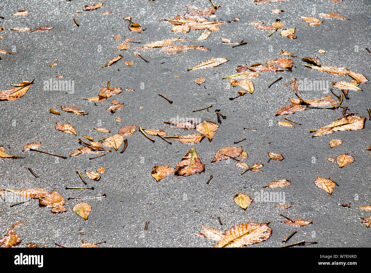 Fallen leaves on the wet ground shining after summer rain Stock Photo