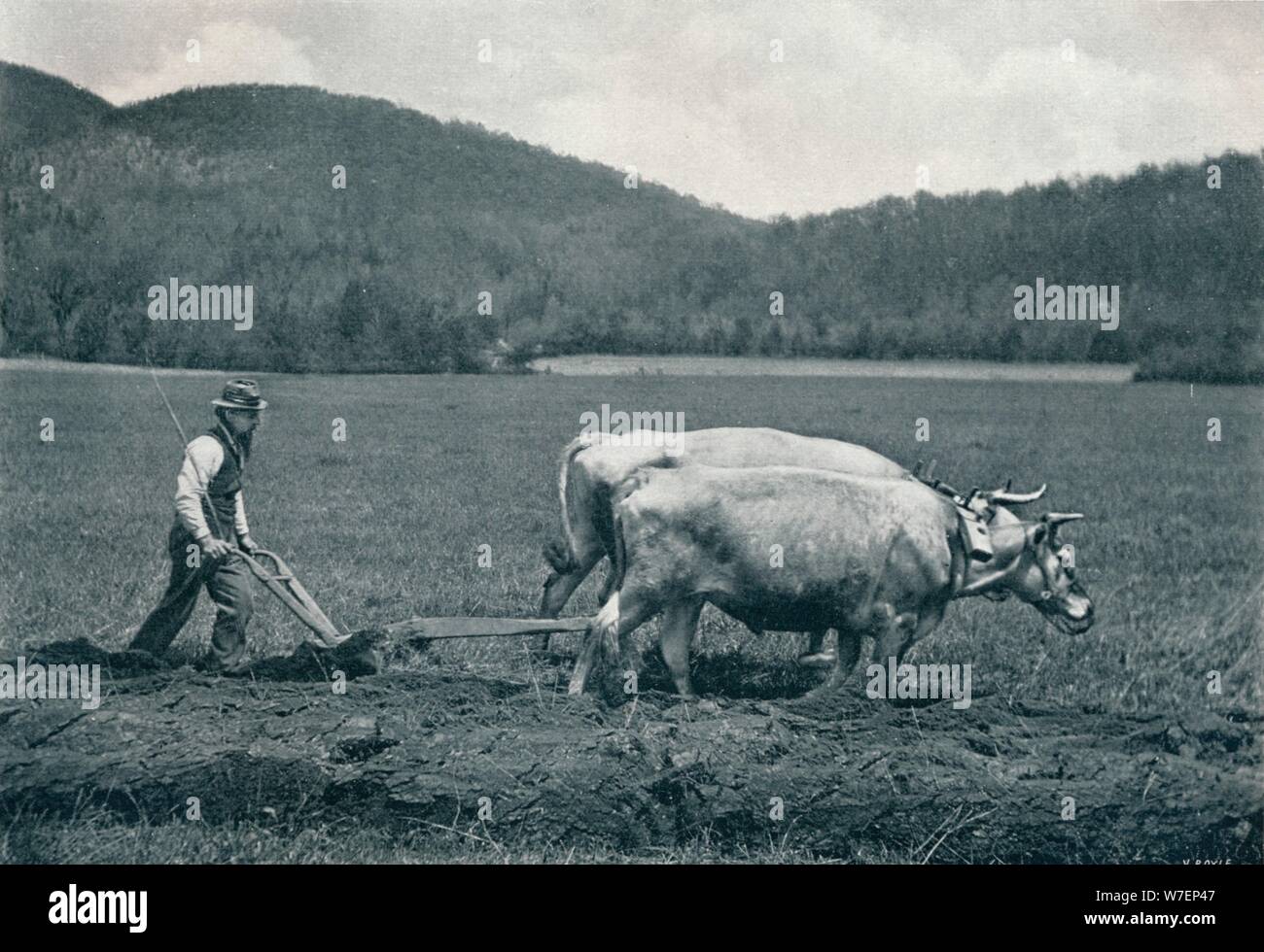 Oxen pulling plough hi-res stock photography and images - Alamy