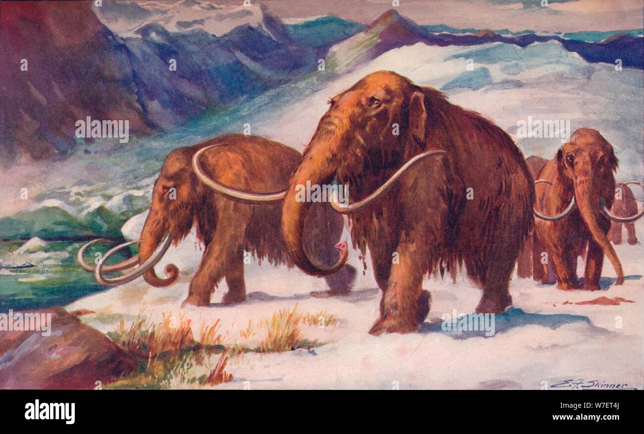 The early Ice Age, when mammoths roamed the Earth and Man was arising, 1907. Artist: Unknown. Stock Photo