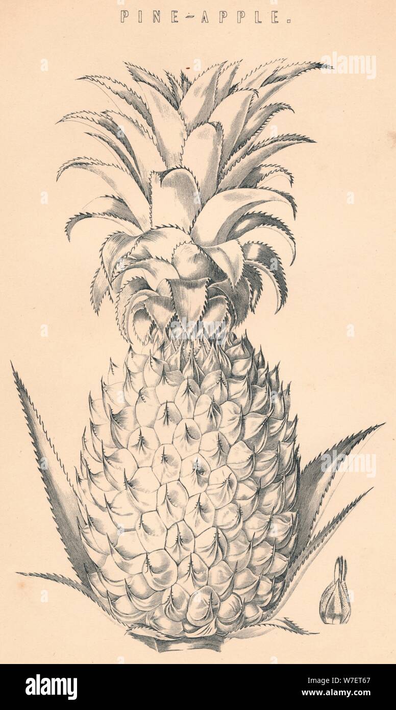 'Pine-Apple', c19th century.  Artist: Unknown. Stock Photo