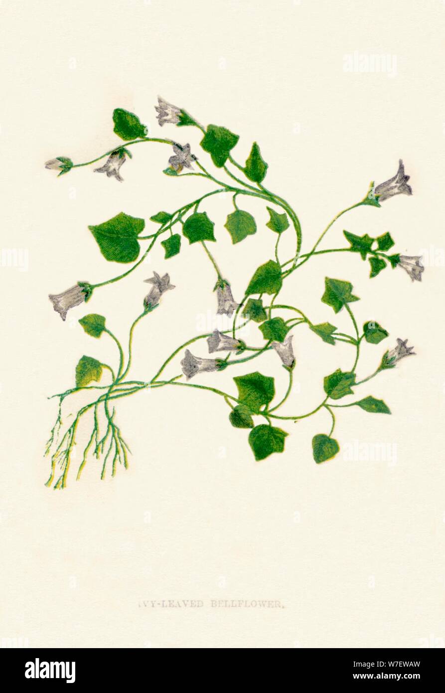 'Ivy-Leaved Bellflower', c1891, (1891). Artist: Anne Pratt. Stock Photo