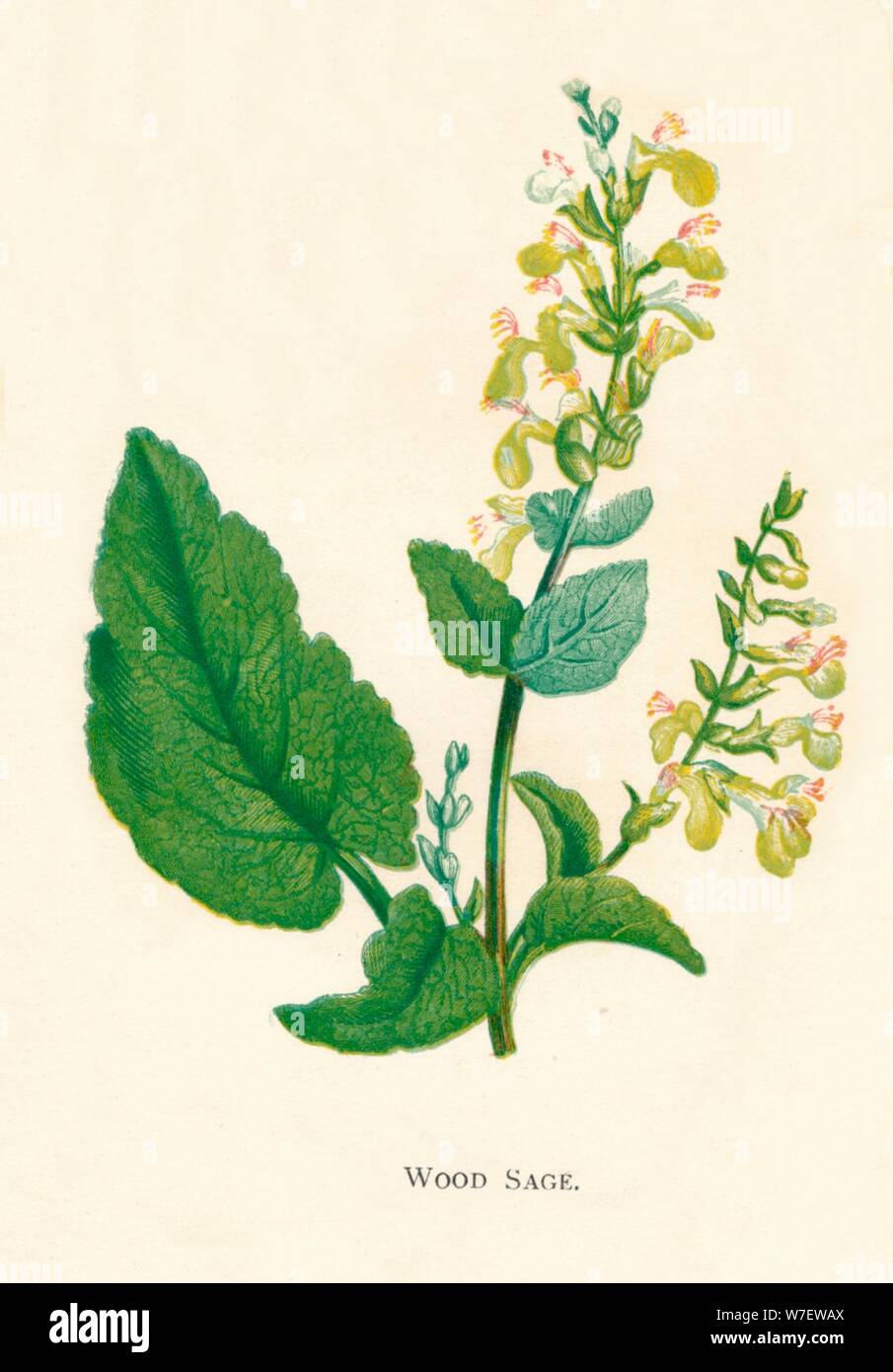 'Wood Sage', c1891, (1891). Artist: Anne Pratt. Stock Photo