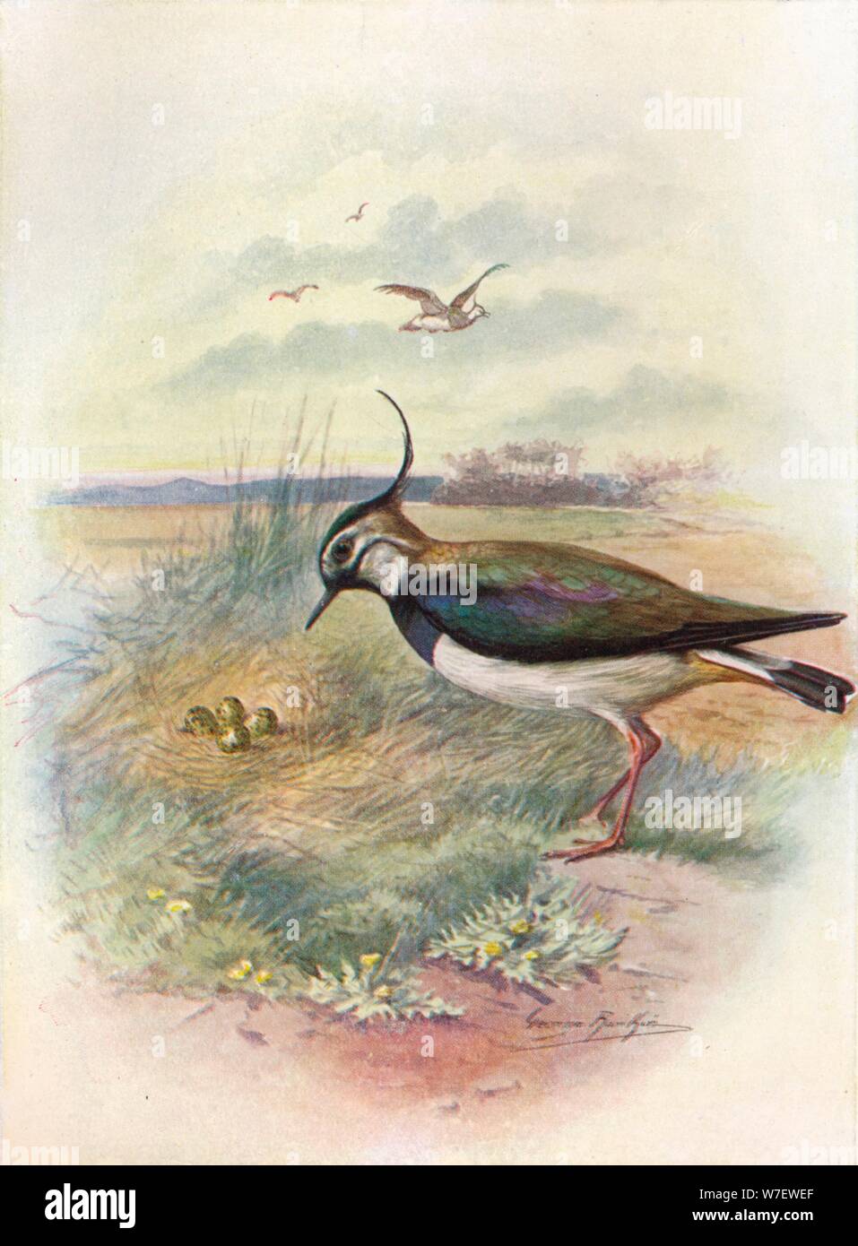 'Lapwing or Peewit - Vnel'lus vulga'ris', c1910, (1910). Artist: George James Rankin. Stock Photo