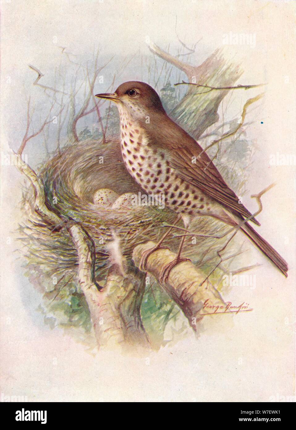 Mistle thrush egg hires stock photography and images Alamy