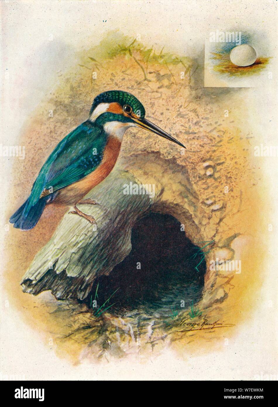 'Kingfisher - Alce'do is'pida', c1910, (1910). Artist: George James Rankin. Stock Photo