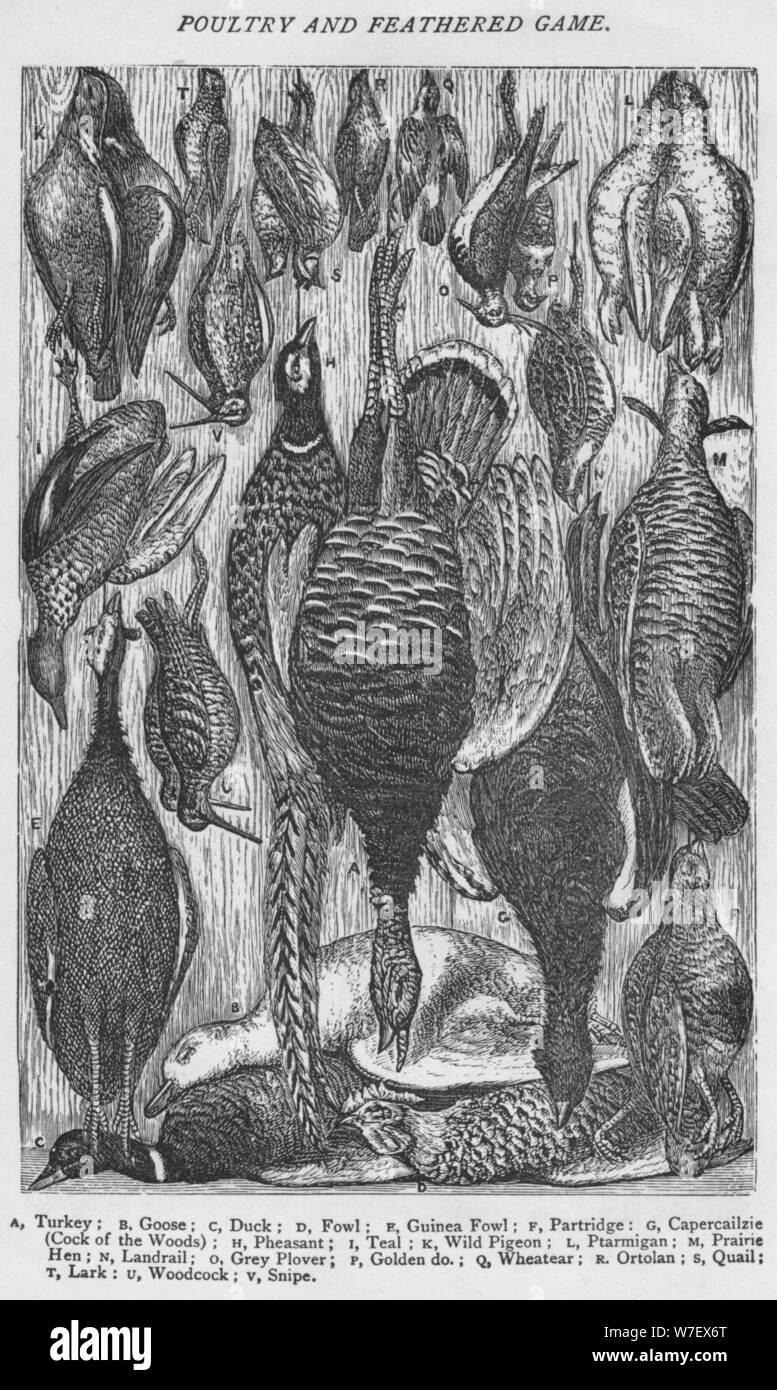 'Poultry and Feathered Game', 1907. Artist: Unknown. Stock Photo